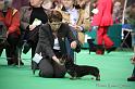 Crufts2011_2 984